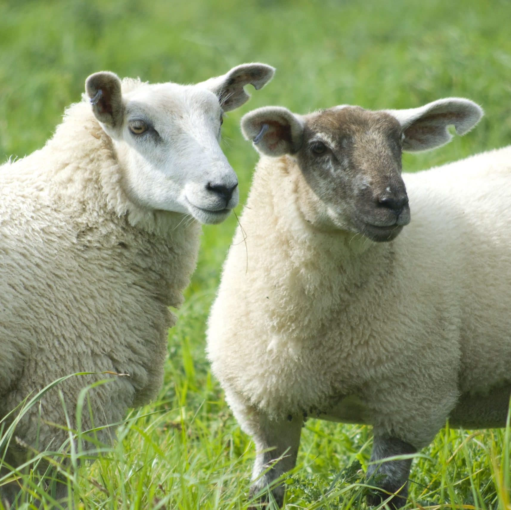 Lamb