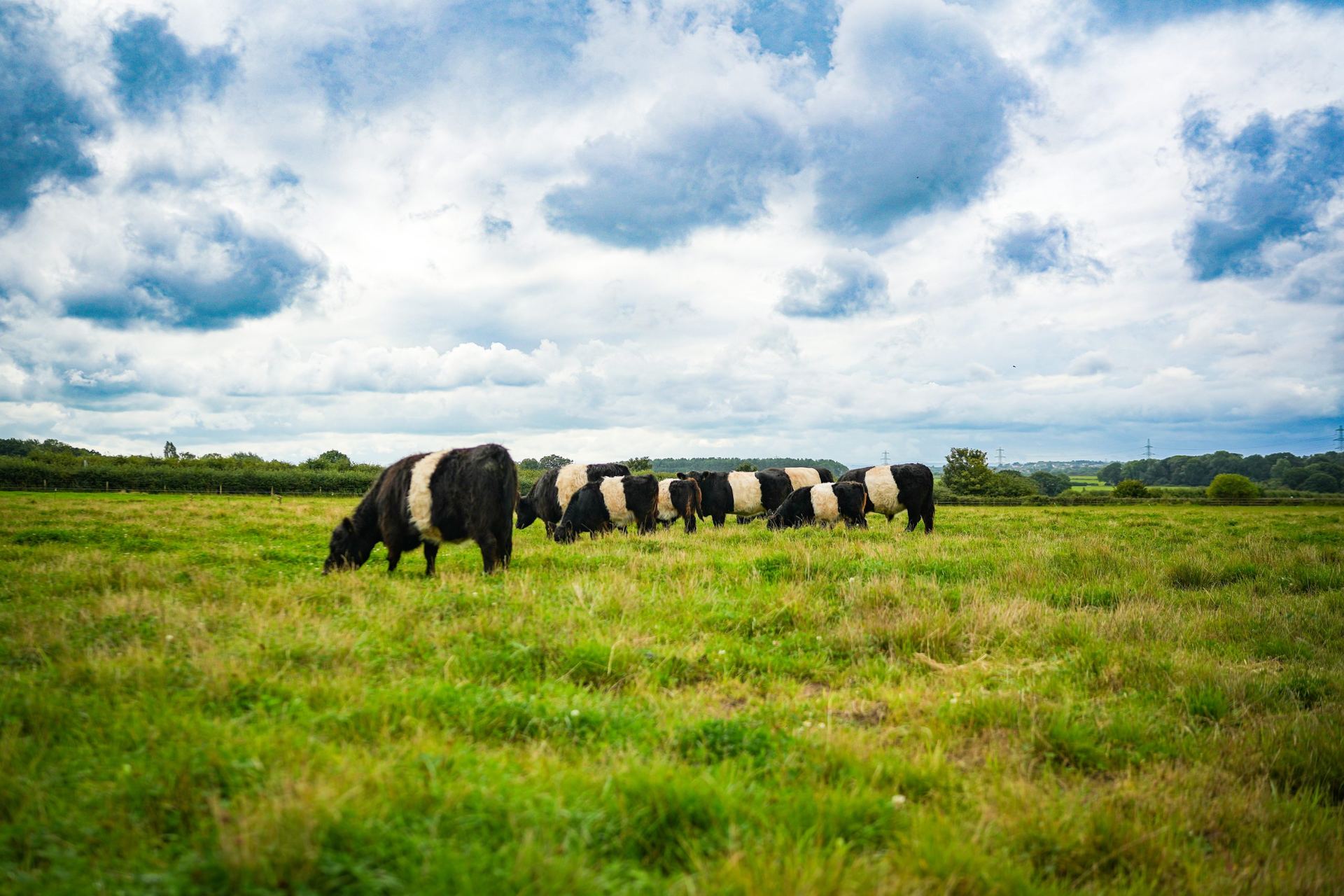 Storeton Belted Galloways on Wirral pasture